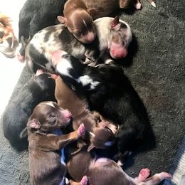 Miniature American Shepherd Puppies from Blue Moon Mini Shepherds