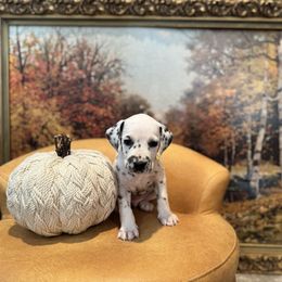 Yellow collar homozygous LUA - White and black male Dalmatian puppy in Hawkins, Texas from Snow Dalmatians
