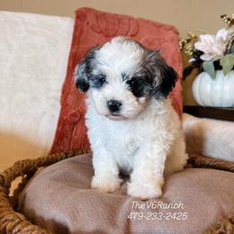 Aussiedoodle, Australian Shepherd, Bernedoodle, Sheepadoodle, and Shichon Puppies from V6 Ranch Dogs
