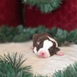 D - Black tri male Miniature Australian Shepherd puppy in Killen, Alabama from Wilkers Wholehearted Mini Aussies