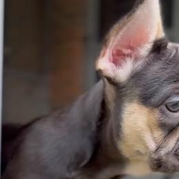French Bulldog puppies from Frenchies That...
