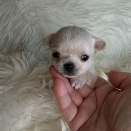 Girl 1 - Cream female Chihuahua puppy in Fargo, North Dakota from Wild Prairie Chihuahuas