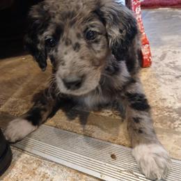 Double Doodles, French Bulldogs, Goldendoodles, Mal-Shis, and Olde English Bulldogges from Courtney Nicole's Mal Shihs & Goldendoodles