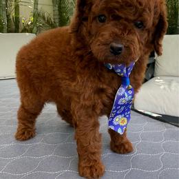 Cruz - Red  male Poodle puppy in Cape Coral, Florida from Ruby the poodle