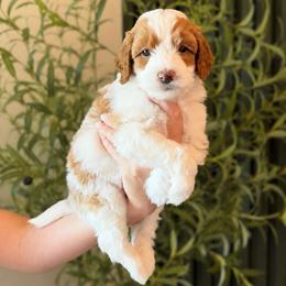 Maho - Parti male Goldendoodle puppy in Van Alstyne, Texas from Forest Haven Doodle Co.