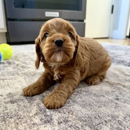 Nova - Red female Cockapoo puppy in Beresford, South Dakota from DAKOTA DOOD RANCH