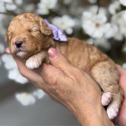 Zoe - Apricot female Goldendoodle puppy in Yuciapa, California from AlltheDoodlez_