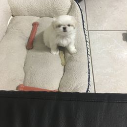 Shih Tzu Puppies from Sarayas Shih Tzus