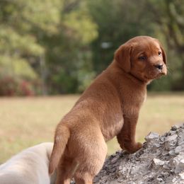 Labrador Retriever Puppies from Trapper Creek Labradors