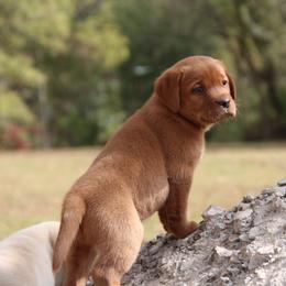 Labrador Retriever Puppies from Trapper Creek Labradors