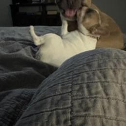 French Bulldogs from Fun & Frenchie Free, LLC