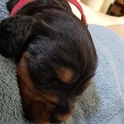 Gordon Setter Puppies from Bravo Gordon Setters