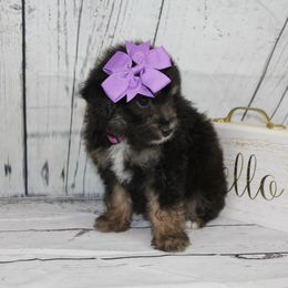 Girl 2 - Black tri-color Aussiedoodle puppy in Riverdale, Utah from La Di Da Doodles