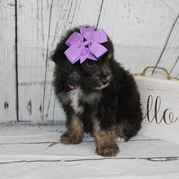 Girl 2 - Black tri-color Aussiedoodle puppy in Riverdale, Utah from La Di Da Doodles