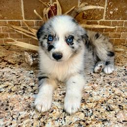 Stormy - Blue merle female Miniature Australian Shepherd puppy in White Plains, Kentucky from Garrett’s Ridge Farm