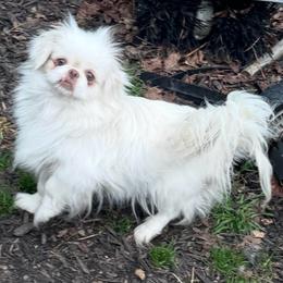 AKC Ivory - White female Pekingese puppy in Cumming, Georgia from Imperial Pekingese
