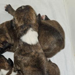 Brindle -Flashy spots - Brindle female Boxer puppy in Gloucester, Virginia from Keen Boxers
