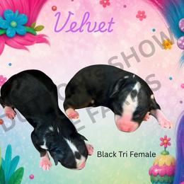 Velvet - Black tri female Miniature Australian Shepherd puppy in Oronogo, Missouri from Dutton's Show Me Farms