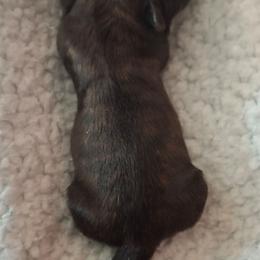 Brandy - Brindle and white female Shih Tzu puppy in Cañon City, Colorado from Terri Geiser-Gilchrist