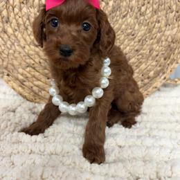 Cinderella - Red  female Goldendoodle puppy in Calico Rock, Arkansas from Cottrell’s Poodles & Doodles