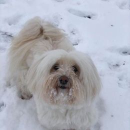 Golden Retriever and Havanese All Grown Up from Starrdust Goldens