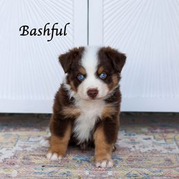 Bashful - Red tri male Miniature Australian Shepherd puppy in Prague, Oklahoma from Clay Creek Aussies