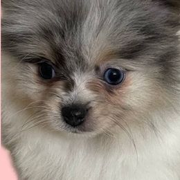 Pomeranian Puppies from MD Bella Pomeranian