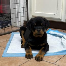 Girl 2 Gray collar (full tail) - Black and rust female Rottweiler puppy in Grand Rapids, Michigan from Rott-Squad Kennels