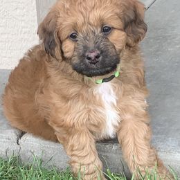 Aussiedoodle Puppies from North Idaho Miniature Aussiedoodles