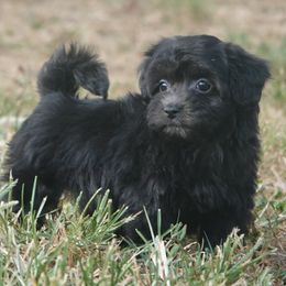 Apollo - Black male Maltipoo puppy in Lebanon, Kentucky from Mosaic Merle Doodles