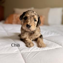Chili - Merle male Bernedoodle puppy in Pennsylvania from Bells Bernedoodles