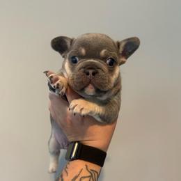Lilac Masked Tan Point Boy - Tricolors male French Bulldog puppy in Grafton, Ohio from K&J Frenchies