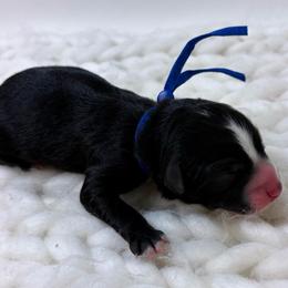 Blue Collar - Black & white male Australian Shepherd puppy in San Marcos, California from Faith Family Freedom Farm