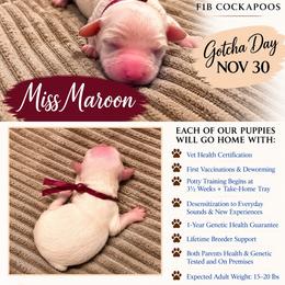 Miss Maroon - Buff and white female Cockapoo puppy in Tampa, Florida from Mary Puppins