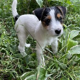 Russell Terrier Puppies from Acorn Ridge JRT