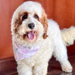 Maple - Goldendoodle