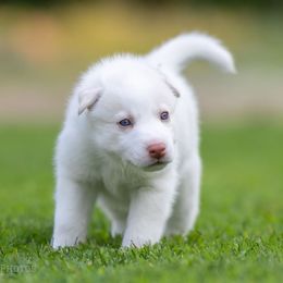 Siberian Husky Puppies from Lilbearshuskies