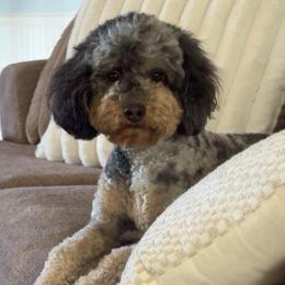 Figgy - Merle female Goldendoodle puppy in Cameron, South Carolina from The Farmer and The Doods