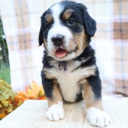 Hazel (Purple Bow) - Tri-color female Bernese Mountain Dog puppy in Middlesex, North Carolina from Willow Springs Doodles & Berners