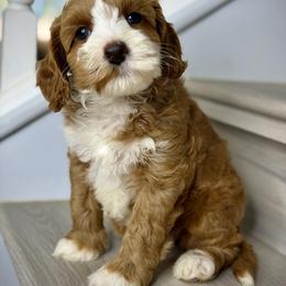 Light Pink - Red female Australian Labradoodle puppy in Antelope, California from Adorable Labradoodle