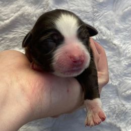 Red tri female long tail - Red tri female Toy Australian Shepherd puppy in Riverton, Utah from Iron Spirit Homestead & Aussies