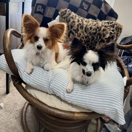 Papillon All Grown Up from Heather's Papillons