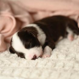 Apple Pie - Brown and white female Aussiedoodle puppy in Lincoln, California from Frenchie LOVE and Doodles