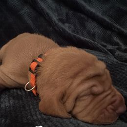 Vizslas from Kings Valley Vizslas