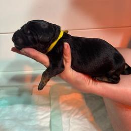 Yellow - Black and red female German Shepherd puppy in Orrick, Missouri from Schultz's Premium German Shepherds