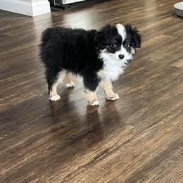 Max - Black tri Toy Australian Shepherd puppy in Dayton, Tennessee from Willow Ridge Mini and Toy Aussies