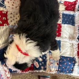 Red collar - Black and white male Sheepadoodle puppy in Eleva, Wisconsin from Molly’s Doodles