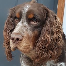 Colt - English Springer Spaniel