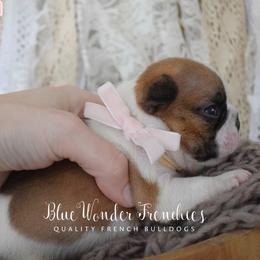 Jo Wilson - Fawn and white female French Bulldog puppy in Loxahatchee, Florida from Blue Wonder Frenchies