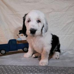Wish - Black and white male Sheepadoodle puppy in Weatherford, Texas from Oodles of poodles and doodles